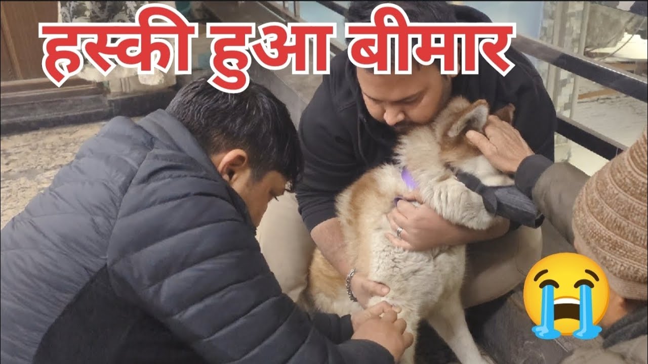 हस्की डॉग की तबियत बिगड़ी 😭|Doctor Treatment Vlog|Sonparikvlogs 