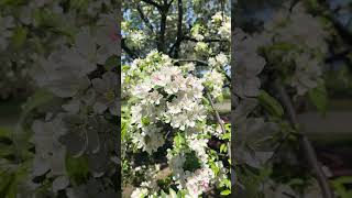 Beautiful white flower @cookingwithrila