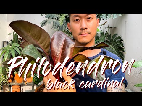 Philodendron Black Cardinal Care And Propagation