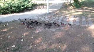 La Pata, el Pato y los Patitos.