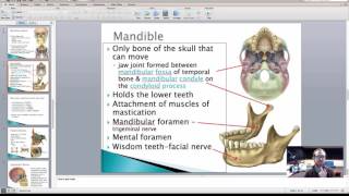Axial Skeleton Part 3 of 3