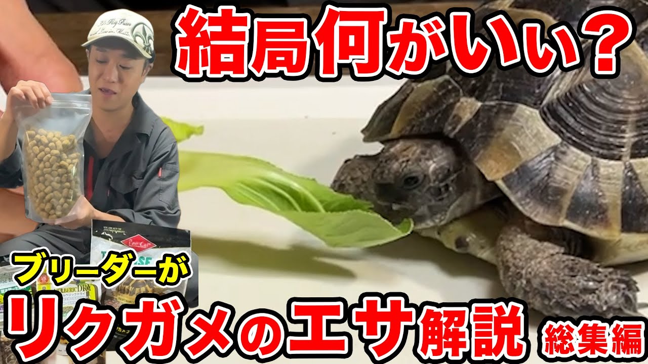 【飼育解説】おすすめリクガメのエサと食べない時の対処法について