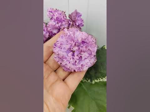 Фиалка АВ-Розовое Шампанское - YouTube
