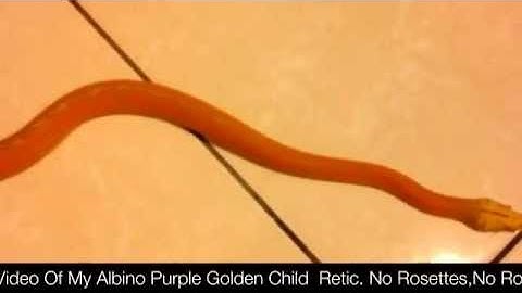 Another Crawl By Video Of My Albino Purple Golden Child  Retic. No Rosettes,No Rosettes,No Rosett...