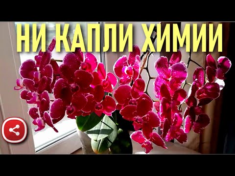 ❗️НИ КАПЛИ ХИМИИ И ПОТРЯСАЮЩИЕ РЕЗУЛЬТАТЫ! ДО И ПОСЛЕ! НАШЛИ КЛЮЧИ К УСПЕХУ-ПОЛУЧИЛИ 100% РЕЗУЛЬТАТ!