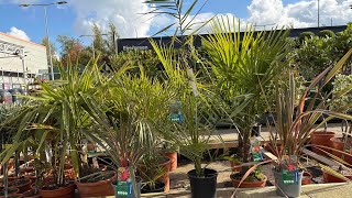 видео: Пальмы по половинной цене в B&Q!! картинка: Пальмы по половинной цене в B&Q!!