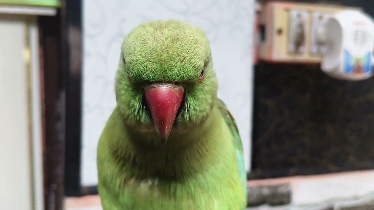 Kittu parrot 🦜 real voice#nonstoptalkingparrot#followlike#youtubevideo#beautifulparrot 🤗 