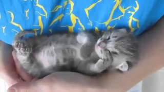 FANNY CATS Смешные коты дергается во сне FANNY CATS Смешные коты дергается во сне