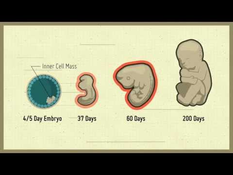 StemCellShorts - Stem cells animation parts 1, 2 & 3