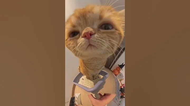 Watch the video about America's Funniest Pet Antics