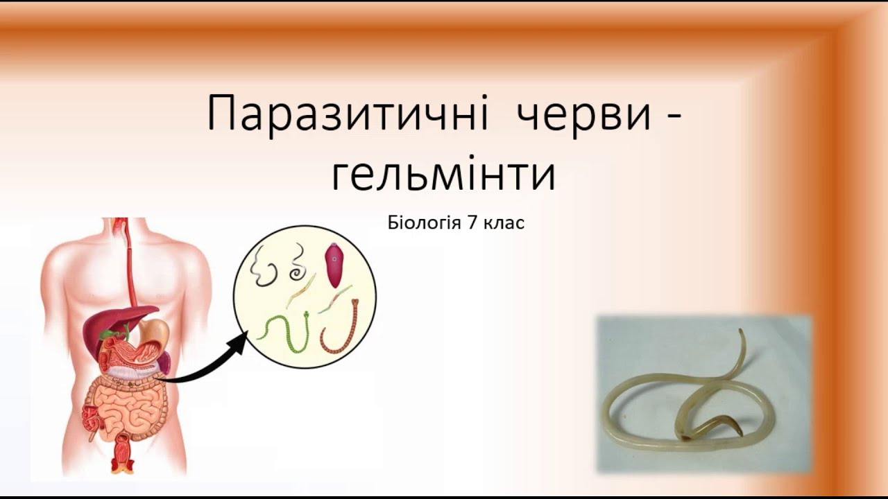 Реферат: Круглі черви паразити рослинного і тваринного організмів