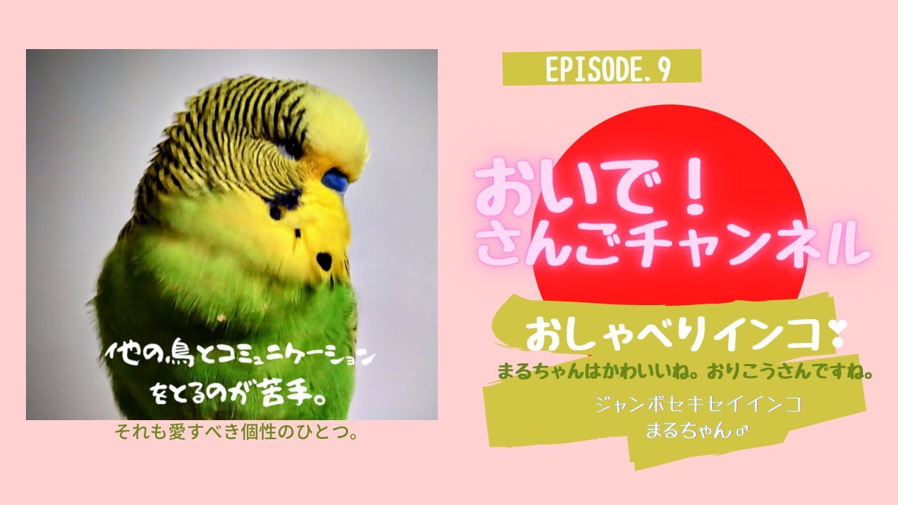 ジャンボセキセイインコ おしゃべりセキセイインコ まるちゃん かわいい声のおしゃべりをお楽しみに Vol9 Youtube