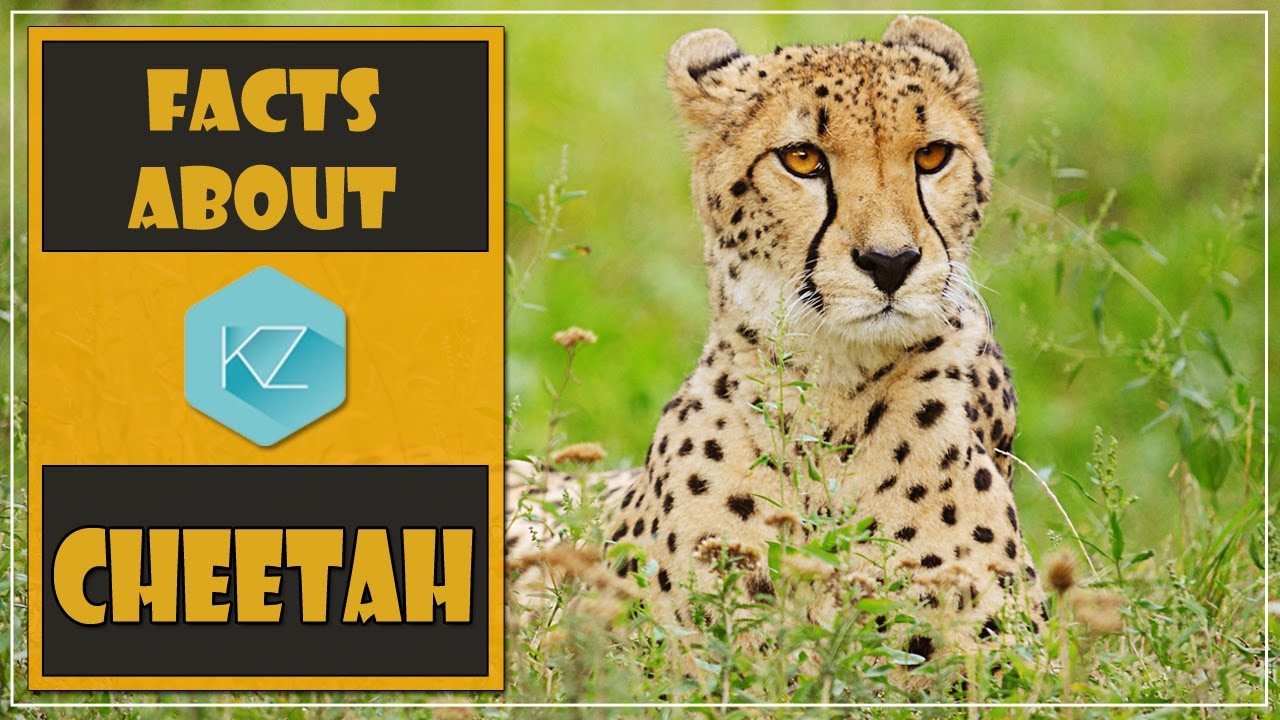 All About Cheetahs Facts