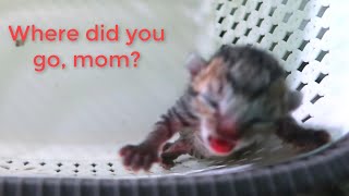 Kitten meowing - Where did you go, mom??? by Neos Home 739 views 1 year ago 3 minutes, 4 seconds