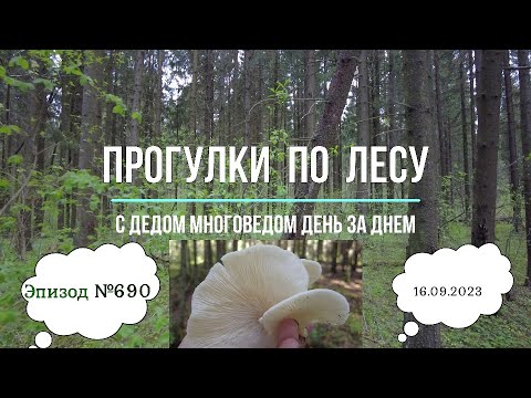 Прогулки по лесу.