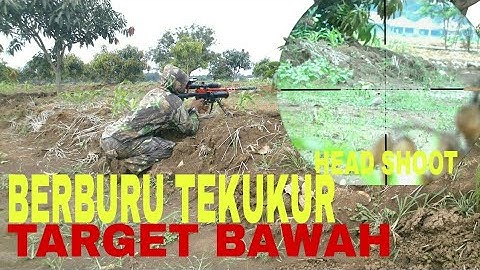 Berburu tekukur terbaru. edisi target bawah