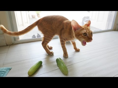 วีดีโอ: แมวกลัวแตงกวาจริงหรือ?