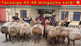 JAXONGIR AKAGA 45-48 mingacha DAXSHAT QOCHQORLAR KELDI  99-040-11-81    33-642-99-99