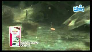 ひかりクレストキャット　【キョーリン　Hikari　ひかりクレスト　エサ】