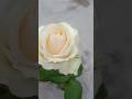 white rose with dew