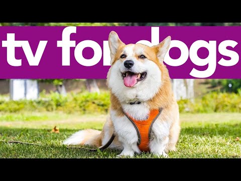 TV For Dogs | Wildlife Watching Video for Dogs | Exciting Petflix Adventure