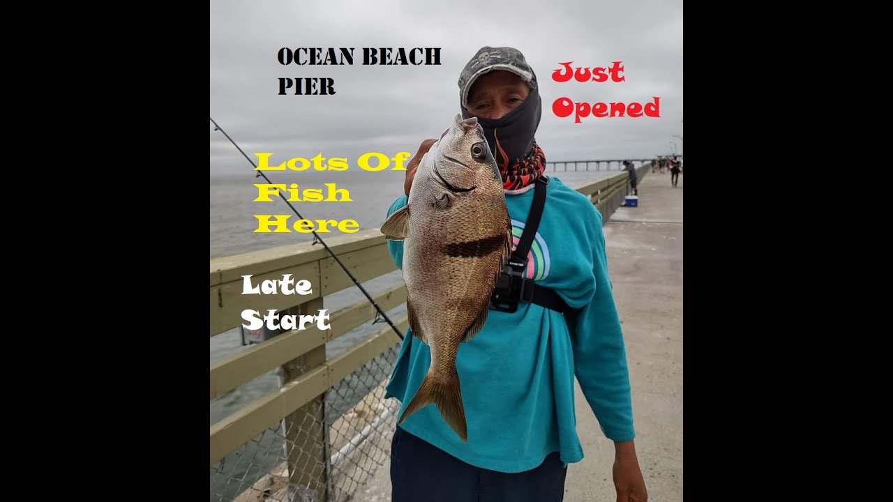 Many Fish Here At Ocean Beach Pier/Just Opened Again #pierfishing #sargo  #baitfishing #oceanbeach 