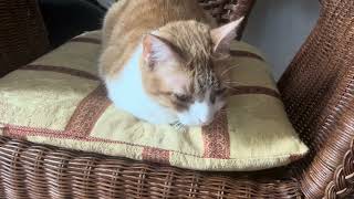 I talk to my cat about product promotion synergy quadrants I talk to my cat about product promotion synergy quadrants