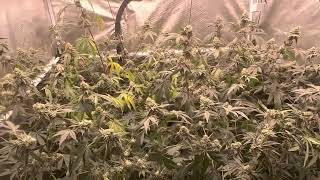 Cali Roll - Flower Week 6