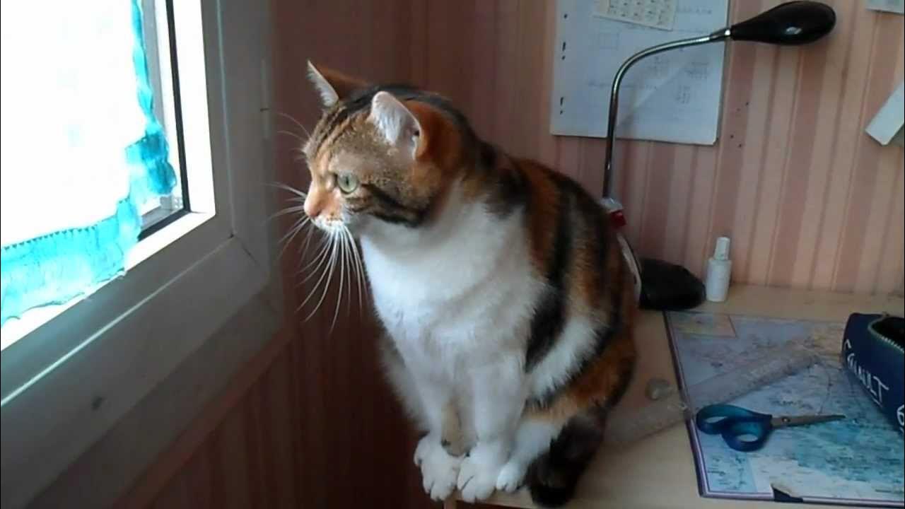 Chat qui claque des dents! YouTube