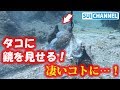 タコに水中で鏡を見せる!想像を超える衝撃の展開に!!If you want an octopus couple to be happy, never show them a mirror