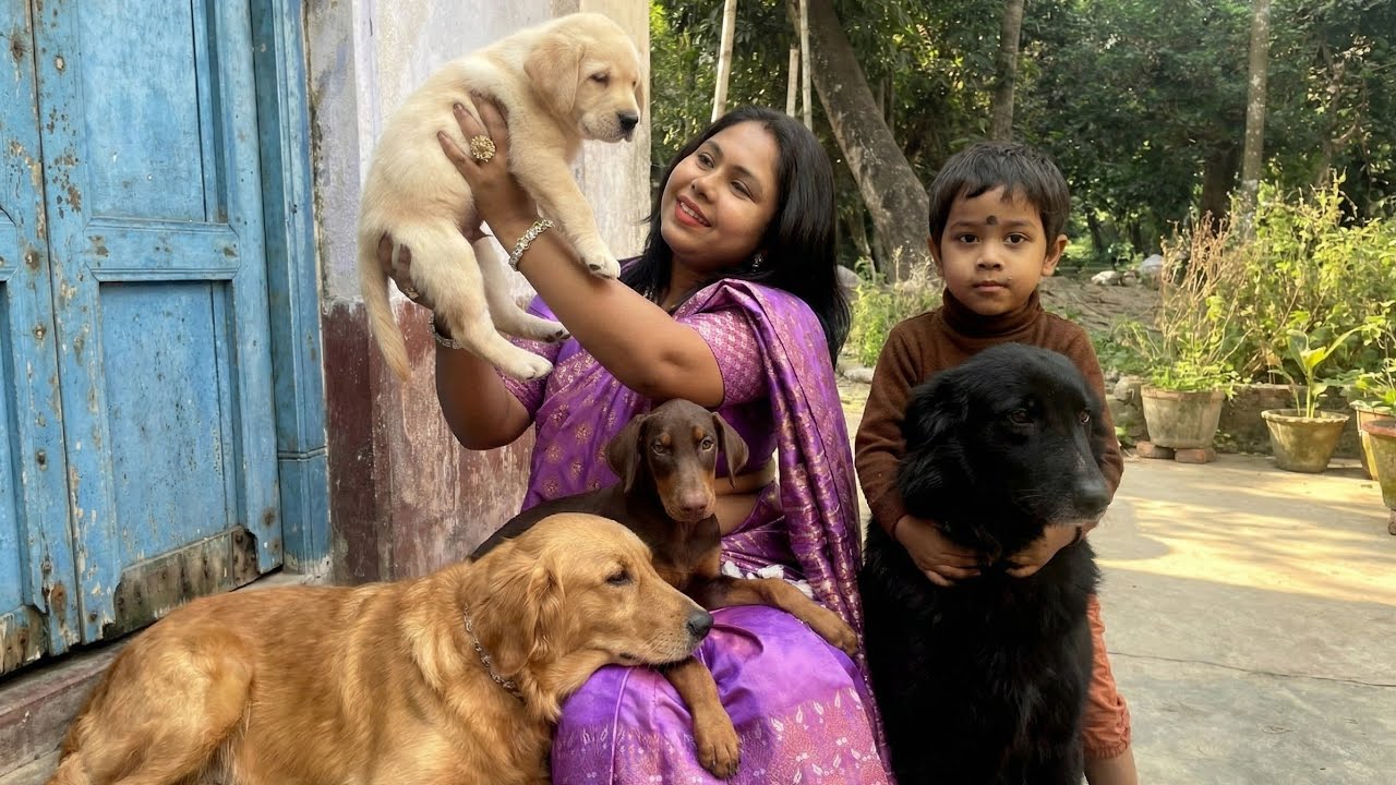 Supreme Quality Labrador Puppies❤️Heavy Bone❤️Labrador Puppy Price in Howrah❤️ Only for Dog lover