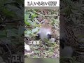 動物のおもしろ動画にツッコミどころ満載なアフレコしてみた＃472【練習】【ハプニング映像】#shorts　#アフレコ #面白動画
