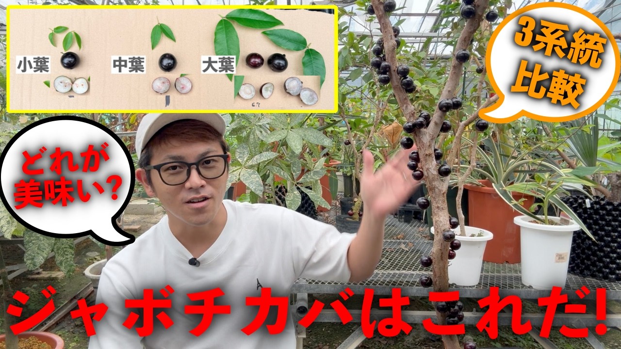 Grow This!] Comparison and Taste Review of 3 Jaboticaba Varieties