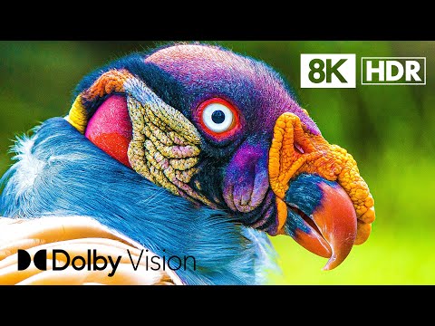 MOST EXOTIC BIRDS