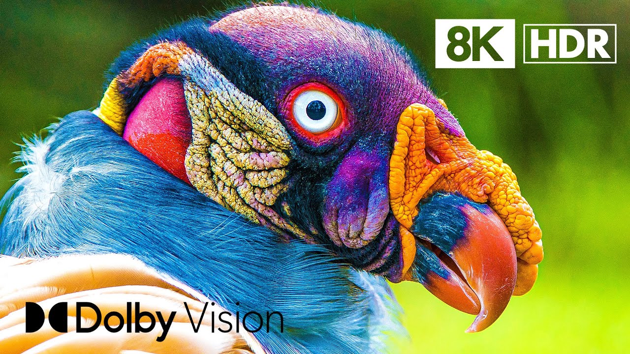 MOST EXOTIC BIRDS in 8K ULTRA HD HDR | Dolby Vision™ 60FPS