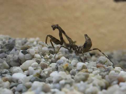 dramatic mantis