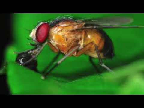 Videó: A Drosophila Anyai Csíravonal-sejtjeiben A Wolbachia Titerhez Való Helyi és A Test Egészéhez Való Hozzájárulás értékelésének Kvantitatív Módszerei