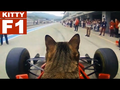 Video: Kitty F1 - Për Herë Të Parë Në Ekspozitën Ndërkombëtare Lule -2017