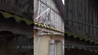 я пожелаю вам с утра..Забавные котята Милые кошечки Крутые коты Кошкин дом #коты #котята #кошечки.