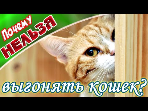 ➤Почему нельзя выгонять кошек ➤ Если кошка пришла к вам в дом ➤ Что чувствуют кошки когда её обижают