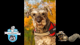 Squirrels–Nature's Greatest Crime Syndicate!