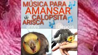 MÚSICA PARA AMANSAR CALOPSITA ARISCA