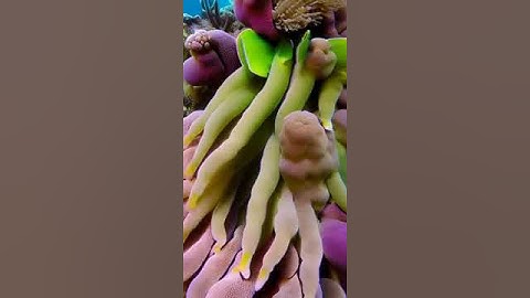 Zeroscope XL Text 2 Video Coral Reef