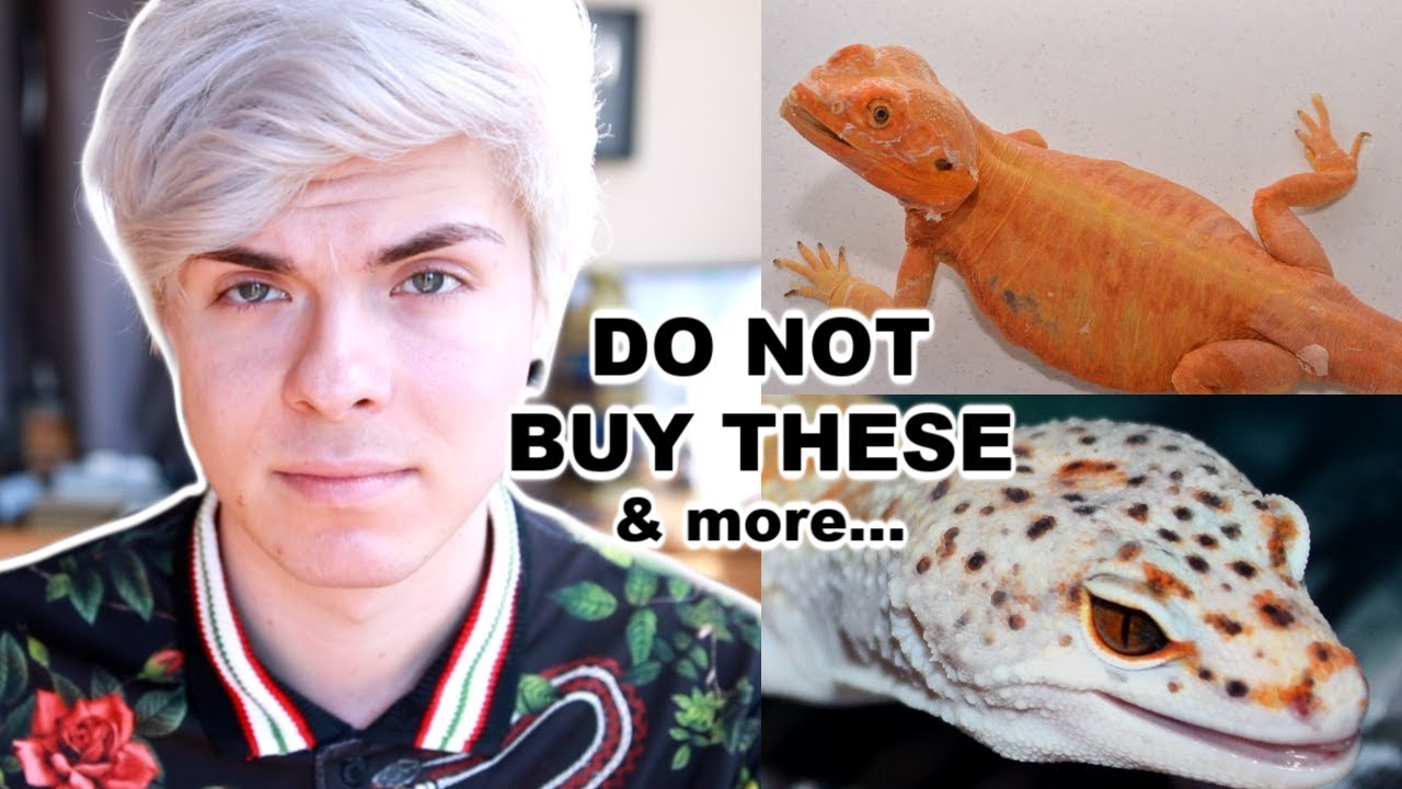 Reptile Morphs to AVOID Buying! Neurological issues & More! - YouTube