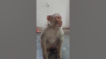🐵🤓 Funny Monkey 🐒 video 🤣🤣 #funny #monkey #monkeyvideo #shorts #video #comedy #short #fun #youtube