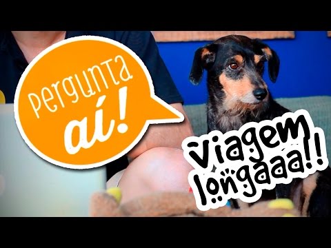 Vídeo: Cão Adoptável do Dia - Max