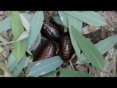 ユーカリ　プンクタータ　乾燥葉　　鳥等　餌500g ヨロイモグラゴキブリ m42954861973_1.jpg?1710429583