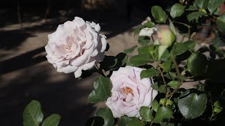 Cómo cuidar de los rosales en macetas  plagas y enfermedades