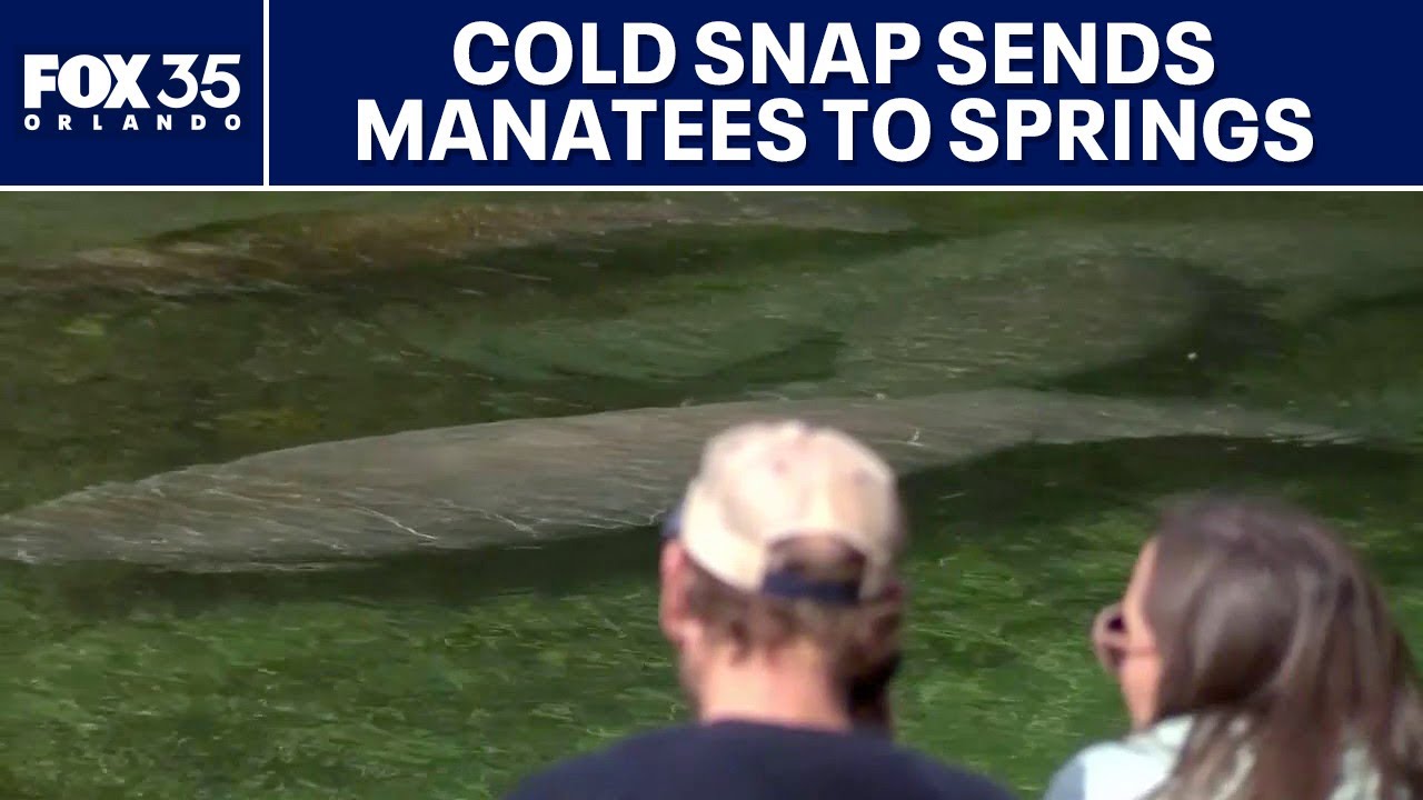 Cold snap sends manatees to Florida springs for winter warmth