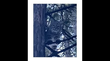 Amazing wildlife video! Awesome Bobcat climbs tree, jumping across to multiple other trees.